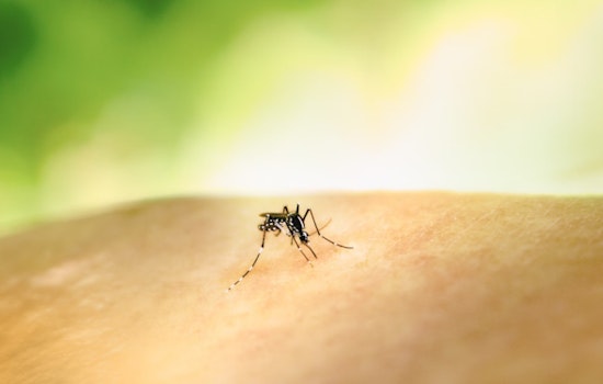 Hawaii Bolsters Mosquito Testing Facilities as Global Dengue Cases Surge