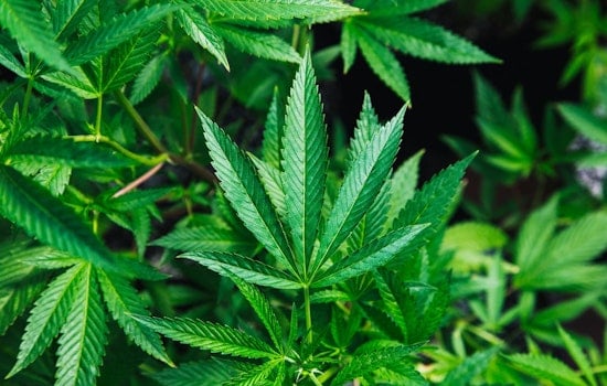 Hays County Judge Dismisses State Lawsuit Against San Marcos Marijuana Decriminalization
