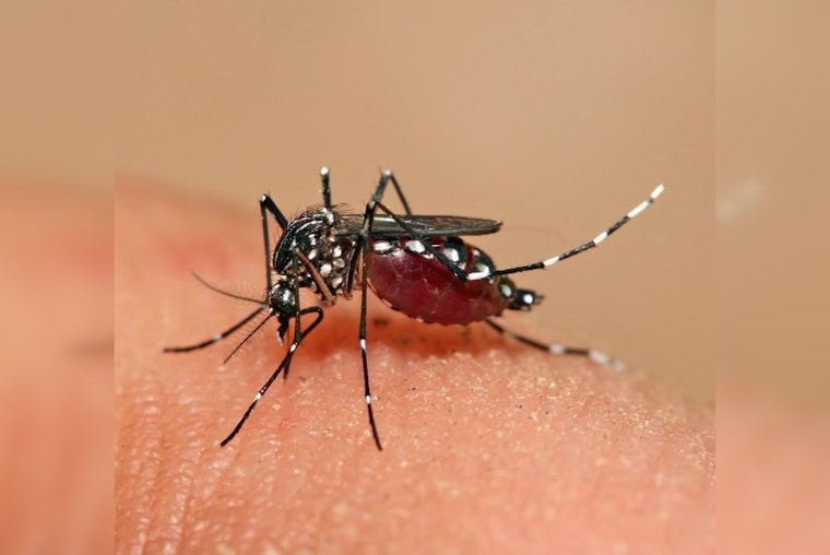 Health Officials Warn of Rising Dengue Fever Risk for Georgians at Home and Abroad
