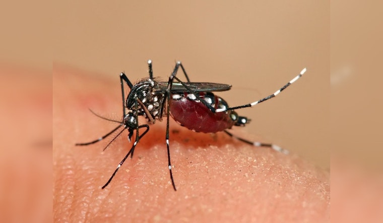 Health Officials Warn of Rising Dengue Fever Risk for Georgians at Home and Abroad