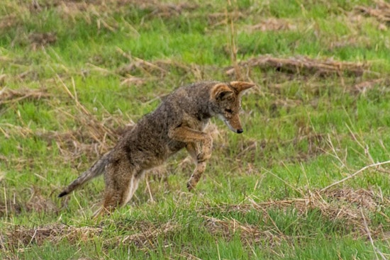 Henderson Community on High Alert as Three Coyotes Euthanized After Biting Incidents Near Green Valley Parkway