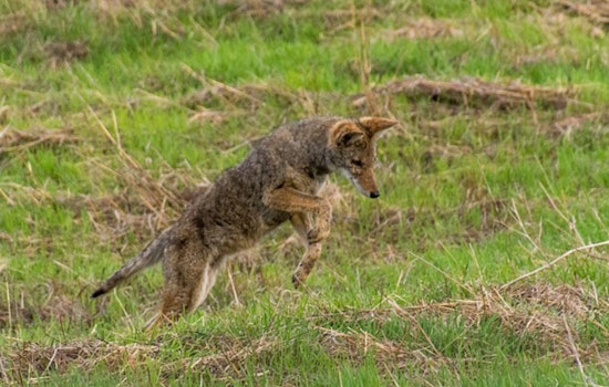 Henderson Community on High Alert as Three Coyotes Euthanized After Biting Incidents Near Green Valley Parkway