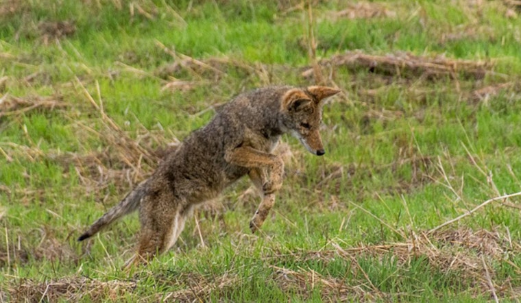 Henderson Community on High Alert as Three Coyotes Euthanized After Biting Incidents Near Green Valley Parkway