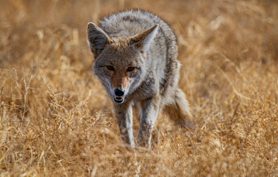 Henderson Residents on Alert After Multiple Coyote Bites Near Green Valley Parkway