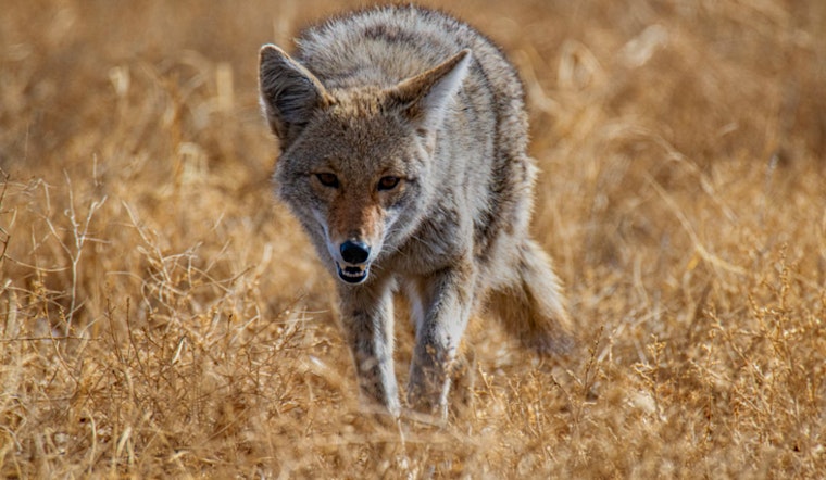 Henderson Residents on Alert After Multiple Coyote Bites Near Green Valley Parkway