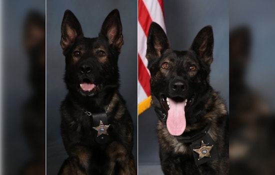 Hennepin County Sheriff's Office K9 Units and Deputies Recover Stolen Vehicle and "Ghost Gun" in Juvenile Auto Theft Bust