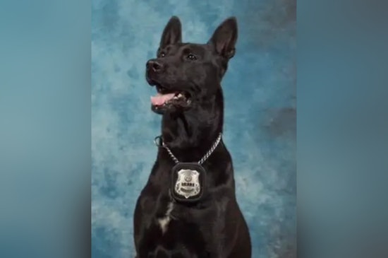Henry County Police Mourn the Loss of Cherished K9 Officer Leroy