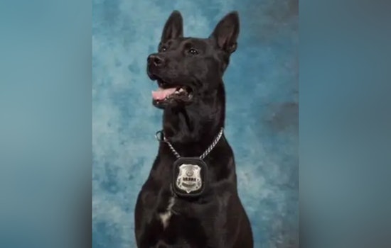 Henry County Police Mourn the Loss of Cherished K9 Officer Leroy