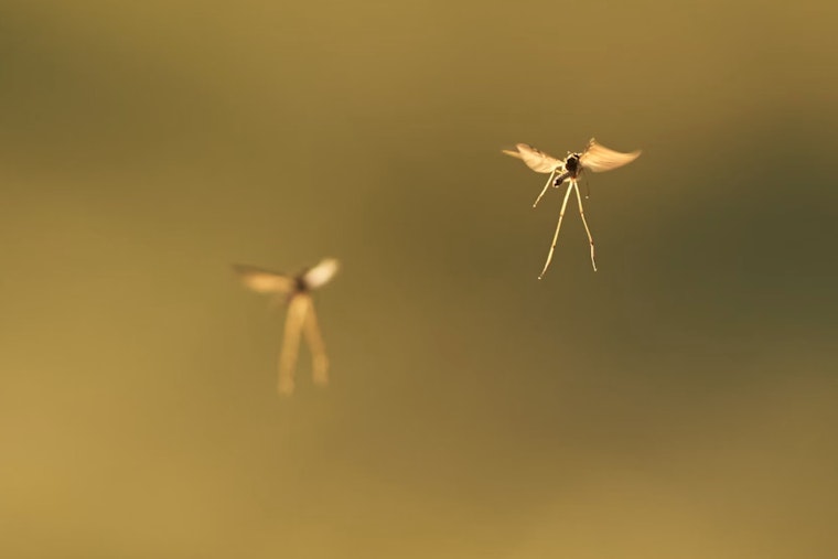 Hillsborough County Conducts Aerial Mosquito Control Over South Tampa, Residents Encouraged to Sign Up for Notifications
