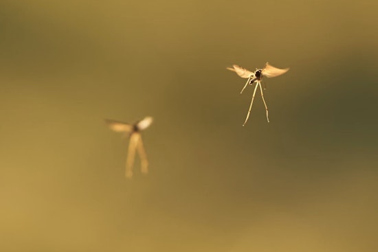 Hillsborough County Conducts Aerial Mosquito Control Over South Tampa, Residents Encouraged to Sign Up for Notifications