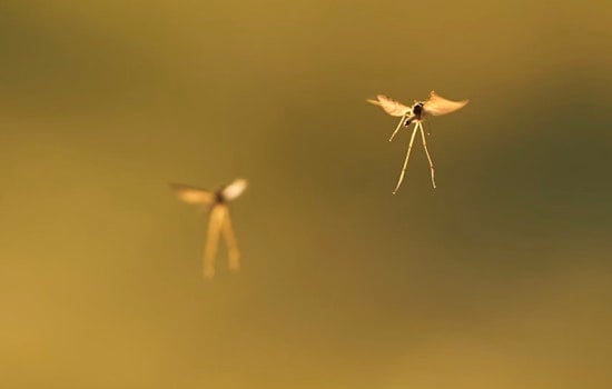 Hillsborough County Conducts Aerial Mosquito Control Over South Tampa, Residents Encouraged to Sign Up for Notifications