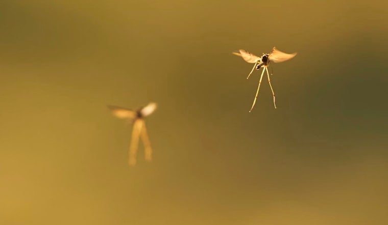 Hillsborough County Conducts Aerial Mosquito Control Over South Tampa, Residents Encouraged to Sign Up for Notifications