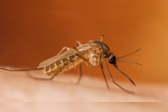 Houston Battles Mosquito Surge and West Nile Virus Spike Post-Hurricane Beryl