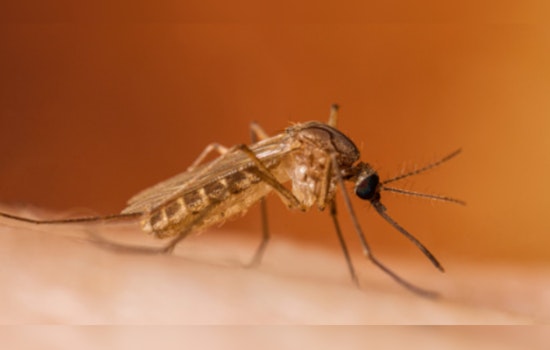 Houston Battles Mosquito Surge and West Nile Virus Spike Post-Hurricane Beryl