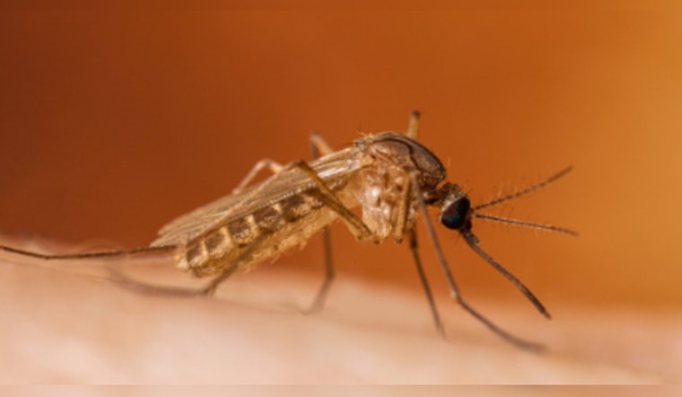 Houston Battles Mosquito Surge and West Nile Virus Spike Post-Hurricane Beryl