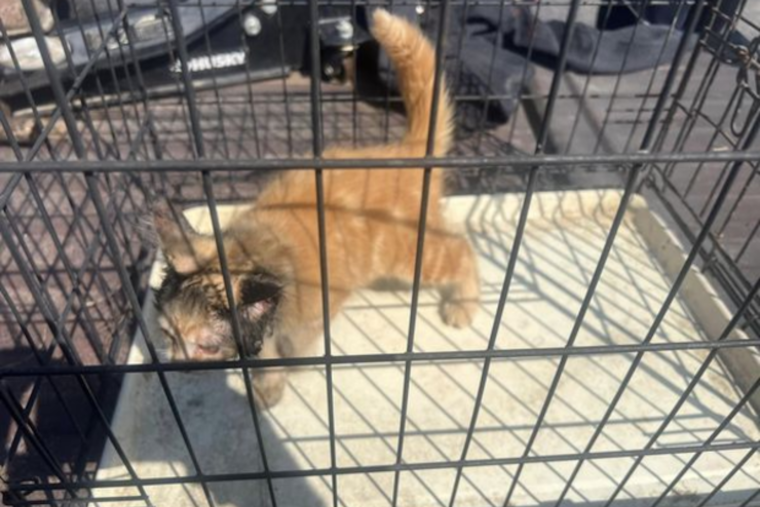 Howell Firefighters Heroically Save Kitten Stuck in Car Muffler