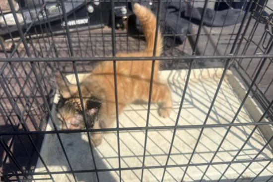 Howell Firefighters Heroically Save Kitten Stuck in Car Muffler