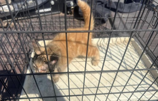 Howell Firefighters Heroically Save Kitten Stuck in Car Muffler