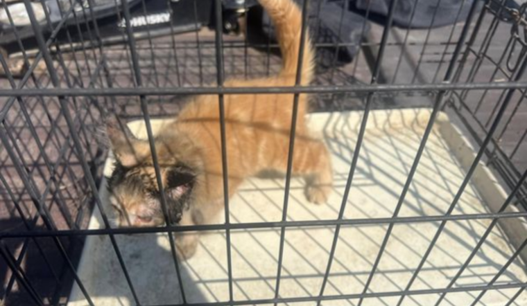 Howell Firefighters Heroically Save Kitten Stuck in Car Muffler