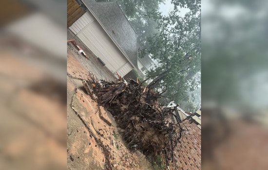 Hurricane Beryl's Lethal Impact: Man Killed by Fallen Tree in Humble, Harris County Amid Ongoing Tragedy