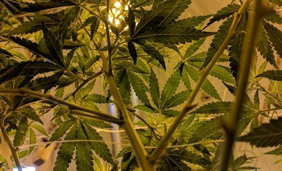 Illinois Celebrates Milestone with the Opening of the 100th Social Equity Cannabis Dispensary in Champaign