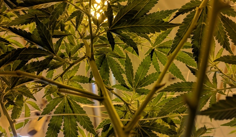 Illinois Celebrates Milestone with the Opening of the 100th Social Equity Cannabis Dispensary in Champaign