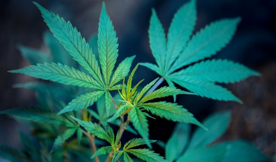 Illinois Leads the U.S. with Highest Diversity in Cannabis Business Ownership, Study Reveals