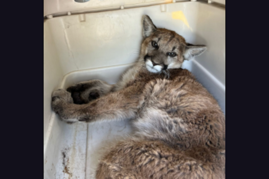 Injured Mountain Lion Cub Set for Wild Return After Remarkable Recovery in San Diego