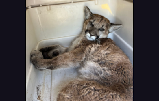 Injured Mountain Lion Cub Set for Wild Return After Remarkable Recovery in San Diego