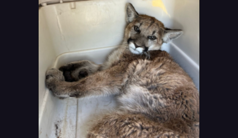 Injured Mountain Lion Cub Set for Wild Return After Remarkable Recovery in San Diego
