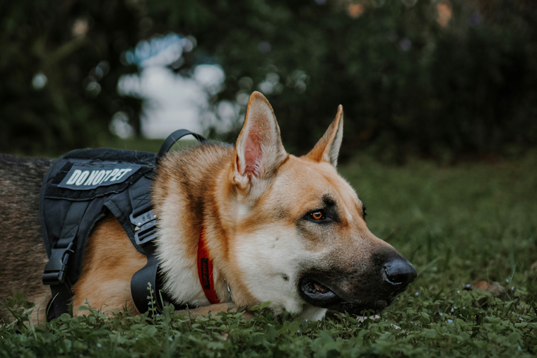 Jeannette Community Outcry as City Shuts Down K-9 Program Amid Fiscal Strife and Officer Lawsuit