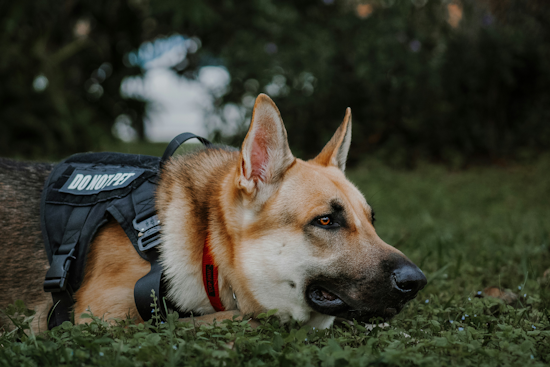 Jeannette Community Outcry as City Shuts Down K-9 Program Amid Fiscal Strife and Officer Lawsuit
