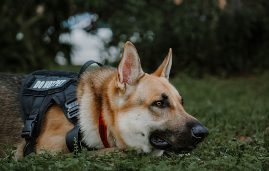 Jeannette Community Outcry as City Shuts Down K-9 Program Amid Fiscal Strife and Officer Lawsuit