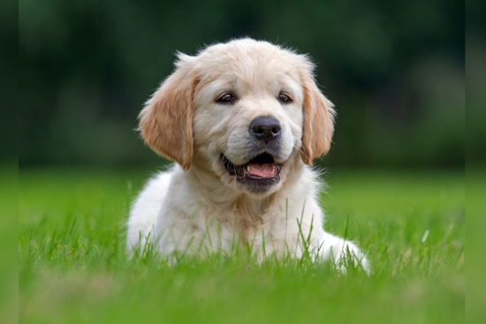 July Fourth Celebrations: Tips to Keep Your Dogs Safe and Anxiety-Free Amid Fireworks