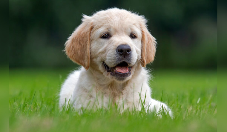 July Fourth Celebrations: Tips to Keep Your Dogs Safe and Anxiety-Free Amid Fireworks