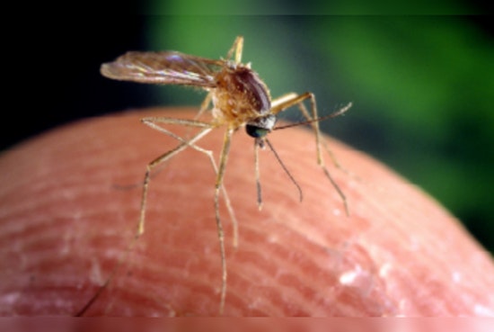 Kent County Health Officials Detect Jamestown Canyon Virus in Local Mosquitoes