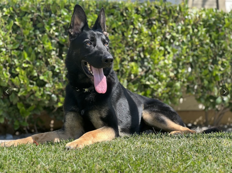 Lake Havasu City Police Expand KA-9 Unit with a New Narcotics Dog Trained to Detect Fentanyl