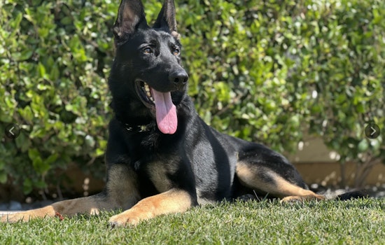 Lake Havasu City Police Expand KA-9 Unit with a New Narcotics Dog Trained to Detect Fentanyl