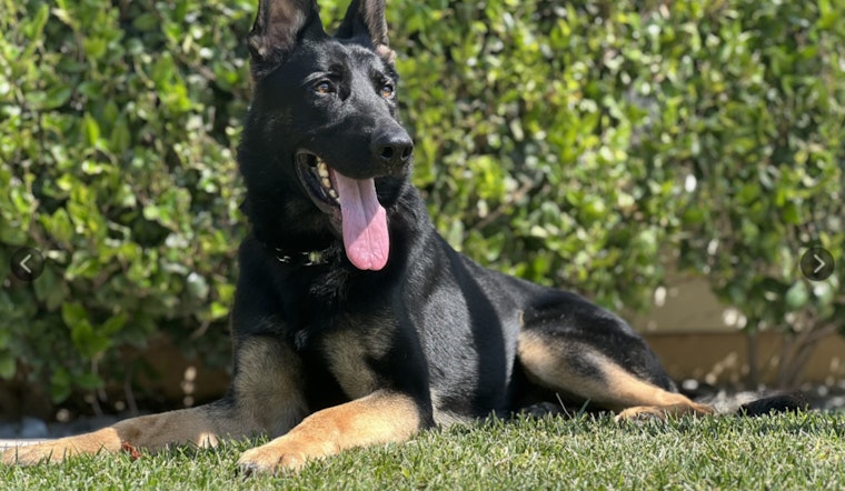 Lake Havasu City Police Expand KA-9 Unit with a New Narcotics Dog Trained to Detect Fentanyl