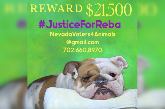 Las Vegas Community Rallies with $21,500 Reward for Justice in Death of Bulldog Found In Tote Bag