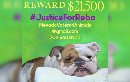 Las Vegas Community Rallies with $21,500 Reward for Justice in Death of Bulldog Found In Tote Bag