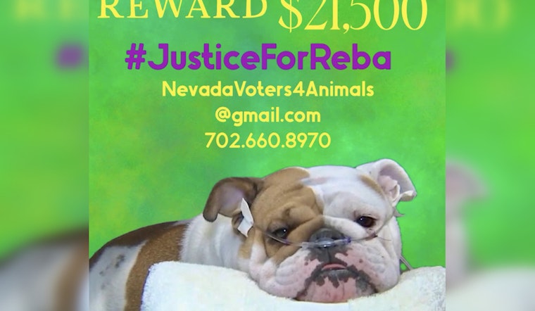 Las Vegas Community Rallies with $21,500 Reward for Justice in Death of Bulldog Found In Tote Bag