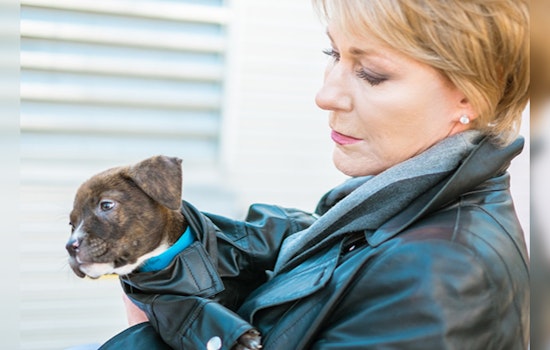 Las Vegas Enacts Mandatory Microchipping for Cats and Dogs Starting August 1