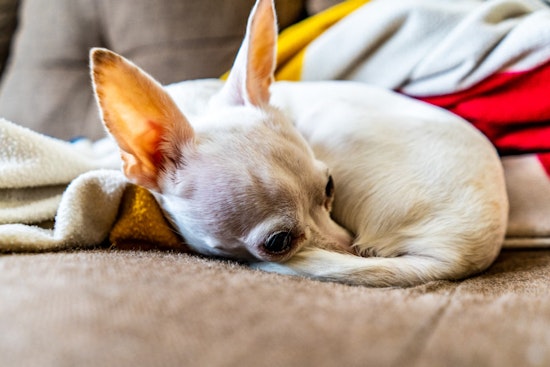 Las Vegas Teacher Reunited with Lost Chihuahua After Nine Years Apart