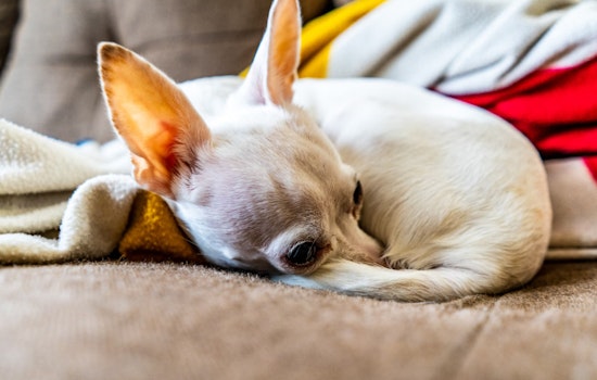 Las Vegas Teacher Reunited with Lost Chihuahua After Nine Years Apart