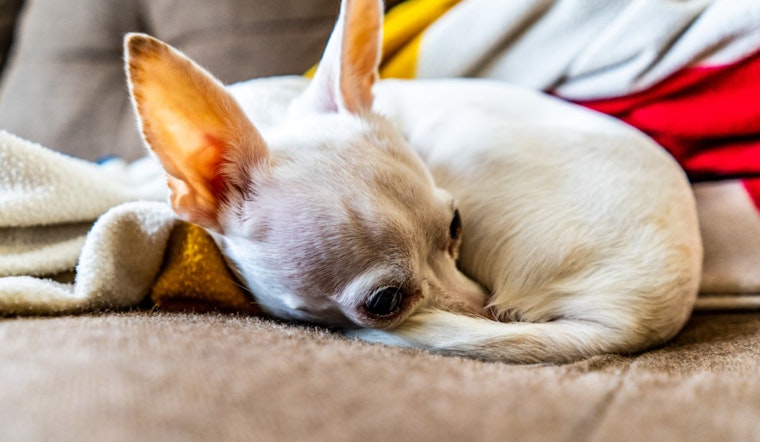 Las Vegas Teacher Reunited with Lost Chihuahua After Nine Years Apart