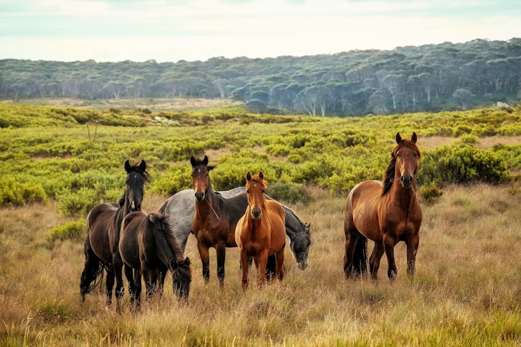 Lawsuit Battles Over Management of Salt River's Wild Horse Herd in Tonto National Forest