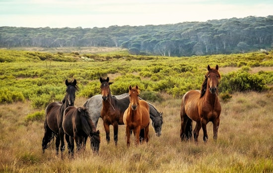 Lawsuit Battles Over Management of Salt River's Wild Horse Herd in Tonto National Forest
