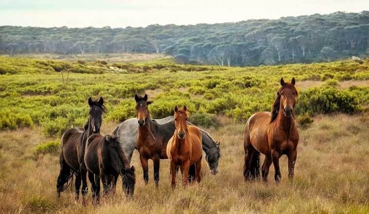 Lawsuit Battles Over Management of Salt River's Wild Horse Herd in Tonto National Forest