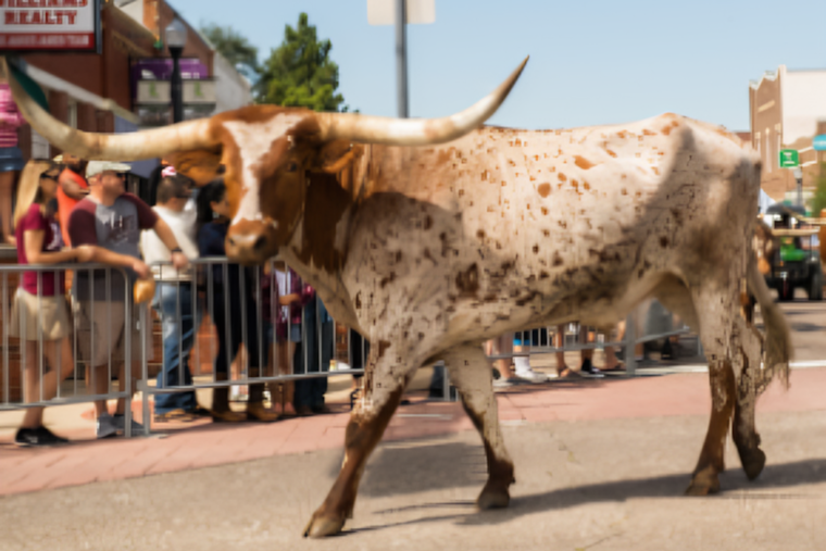 Lewisville Invites Locals to Saddle Up for PBR-Themed Cattle Drive Parade and Veterans Salute